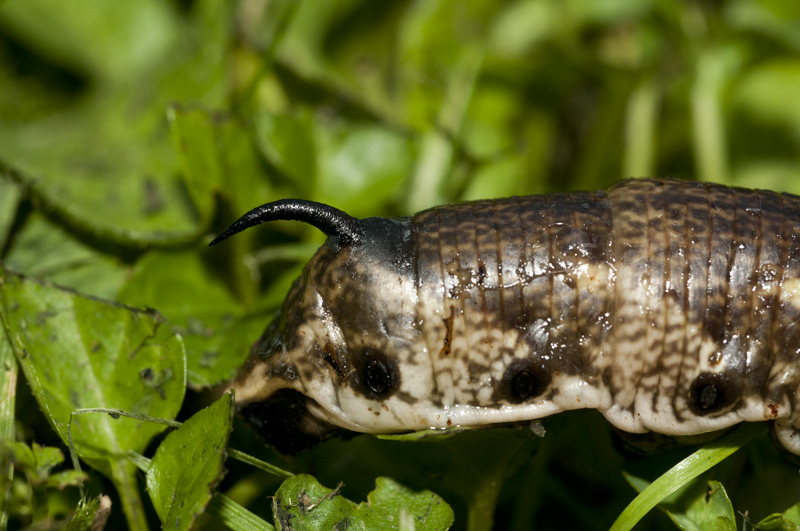 aiuto! un baco con un pungiglione e la testa da Vipera!!